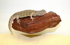 MagNatural Sm Rock Ledge Mojave – Pet-Tekk