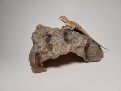 Reptile Hideout Cave Resin Simulation Rock Decor Turtles Lizards Bearded Dragons