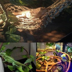 5 PCS Tank Accessories for Bearded Dragon Include Resin Classical Castle Rept…