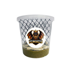100 Live Silkworms Feeder Insects for Reptiles Amphibians Birds & More