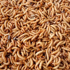 Dried Mealworms Treat High Protein Calcium Rich Treat 1.5oz