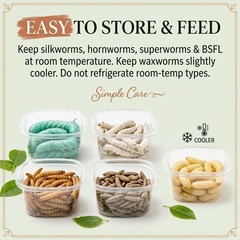 TC INSECTS Super Wormy Sampler 5 Types of Worms 125ct Live Feeders for Reptiles