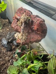 Magnetic Rock Ledges For Terrariums And Cages (Limited Edition) Medium LAVA
