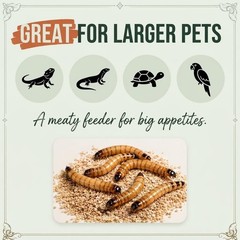 Large Superworms 1.5-2 inch Live Feeder Insects | FREE SHIPPING & Live Arrival
