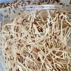 Fruit Fly Culture 2 Pack Live Hydei Melanogaster Feeder Insects Reptiles Inverts