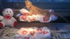 DONUTS 🍩 PRINTS LRG ATTACHABLE RESTING BED SET COVER 4 BEARDED DRAGONS