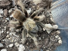 Oklahoma Brown Tarantula (Aphonopelma hentzi) – 4-5.5 in