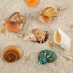 6PCS Medium Large Hermit Crab Shells | Natural Sea Conch Size 2.3″ – 3.5″ Ope…