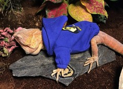 HAICHEN TEC Lizard Clothes Hoodie for Bearded Dragon Reptile Apparel Blue