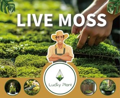 Live Moss for Terrarium Bedding & Reptile Enclosures