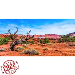 AWERT Reptile Habitat Background 48x24in Blue Sky Oasis Orange Desert