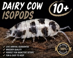 Dairy Cow Isopods Live (10+ Count) Bioactive Cleanup Crew for Bioactive Setup
