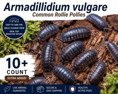 10+ Armadillidium vulgare (Common Rollie Pollies) – Live Isopods