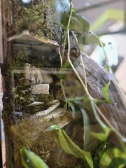 CUSTOM BIOACTIVE CRESTED GECKO ENCLOSURE