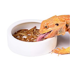 Reptile Food Water Bowl, 2 pcs Ceramics Worm Dish ,Anti-Escape Reptile Water …