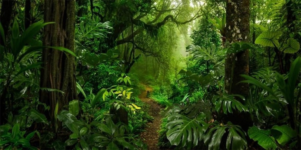 YongFoto Reptile Tank Terrarium Background 48×20 inch Tropical Rainforest Jun…