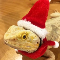 Bearded Dragon Santa Hat and Scarf Costume for Lizard Reptile Ferret Xmas Hat