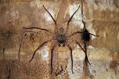 Selenopid Crab Spider (Selenops actophilus) – 1/2-3/4 in