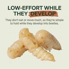 Mealworm Pupae Live Feeder Insects | FREE SHIPPING & Live Arrival