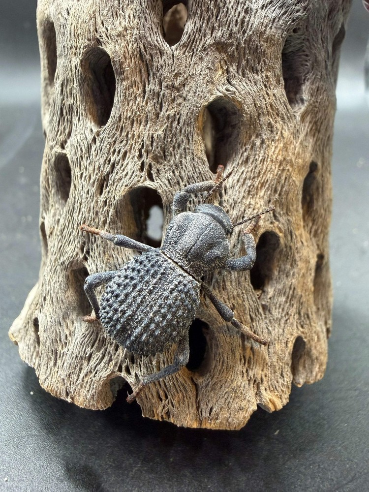 Blue Death Feigning Beetle (Asbolus verrucosus) – 1 in
