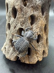 Blue Death Feigning Beetle (Asbolus verrucosus) – 1 in