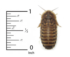 Small Dubia roaches, Medium Dubia roaches, Large Dubia roaches LAG Free shipping