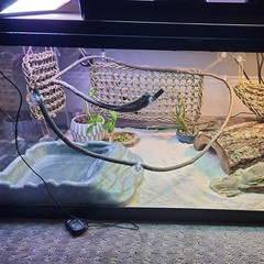 Bearded Dragon Hammock – Lounger for Lizards, Geckos, Snakes & Iguanas