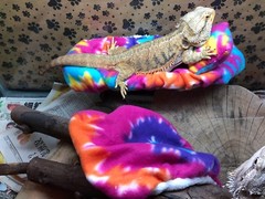 TYE DYE PRINT DESIGN LRG BED SOFT COVERS ONLY/NO FRAME BED 4 BEARDED DRAGON