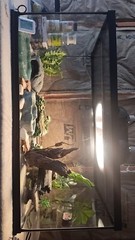 reptile set up