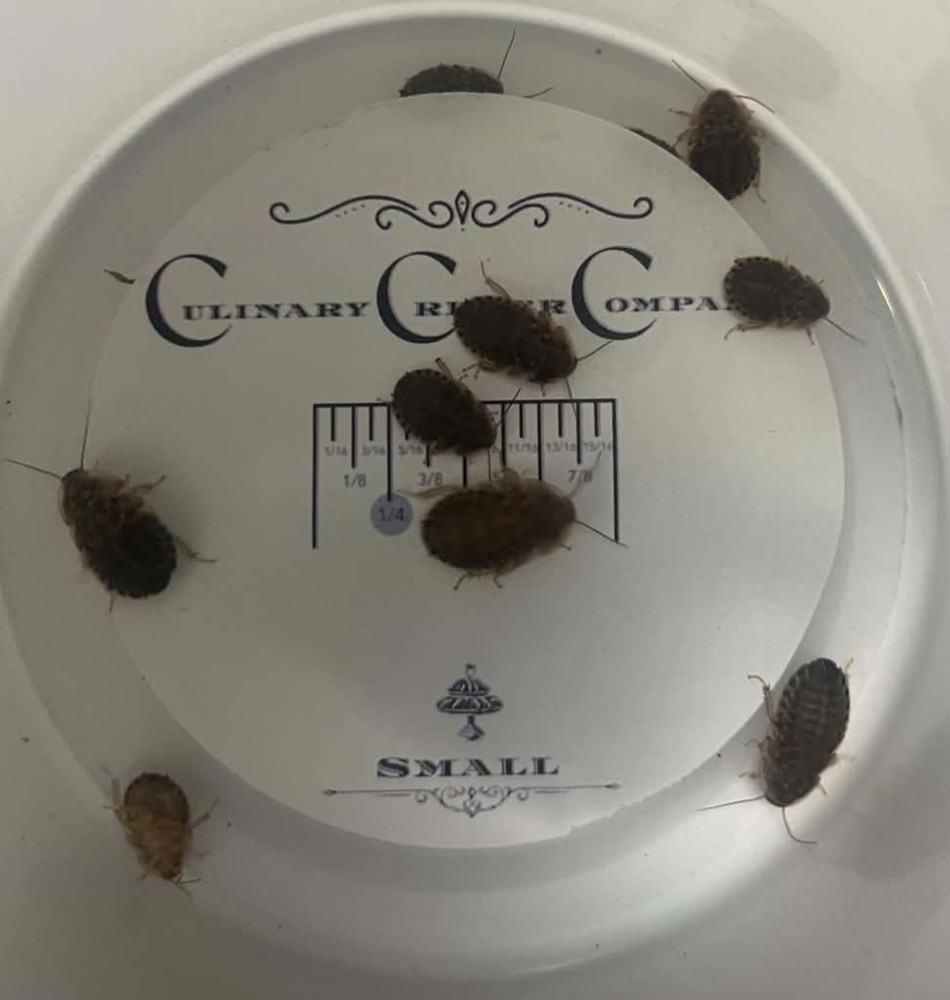 Live Dubia Roaches – Sm/Med/Lg Feeders – Guaranteed – Culinary Critter Co