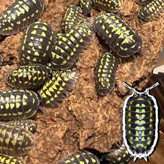 Gestroi Isopods (x50)