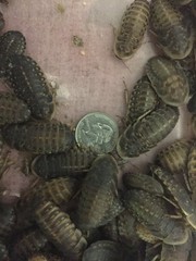 Large dubia roaches