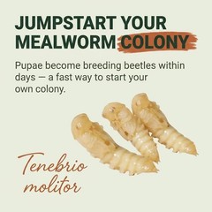 TC INSECTS Mealworm Pupae Live Feeders for Reptiles Birds & Amphibians