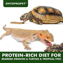 Dried Mealworms and Dried Crickets – Higher in Calcium and Richer in Protein-…