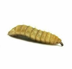 Black Soldier Fly Larvae – Live Soldier Worms Free Shipping