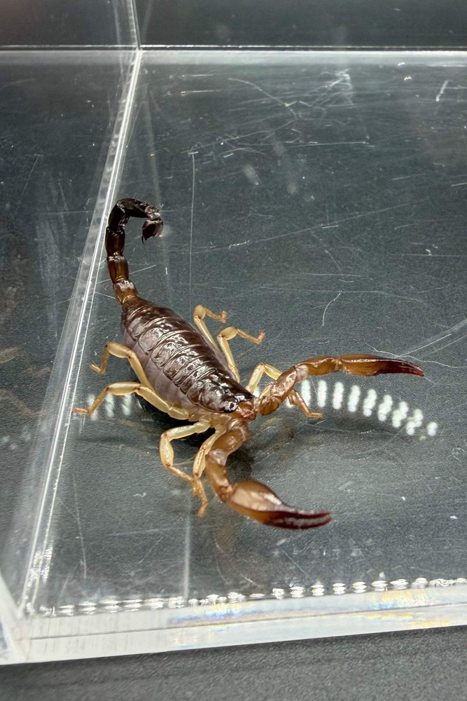 Whitei Scorpion (Nebo whitei) – 1-2 in