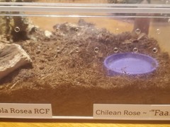 Tarantula Water Dish 3d Printed