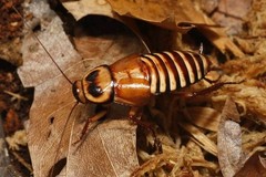 10ct Costa Rican Zebra Roach – Live Pet Reptile Feeder Insects