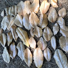 10 Gallons Organic Magnolia Leaves Heat Treated Pet Reptile Vivarium Frog Isopod