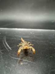 Ruby Rock Scorpion (Diplocentrus spitzeri) – 1/4-1/2 in