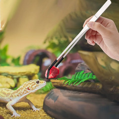 Professional Stainless Steel Tweezers 27cm Straight And Curved For Reptiles
