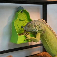Reptile Feeding Bowl, Feeder for Reptile, Reptile Corner Feeder with Suction Cup
