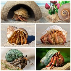 Hermit Crab Shells – Natural Coconut Shell Hut with Artificial Plants, Seashe…