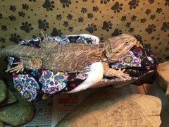 SPANISH SKULLS DESIGN LRG RESTING BED COVER ONLY NO FRAME BED 4 BEARDED DRAGONS