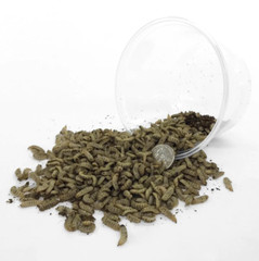 Wholesale Live BSFL