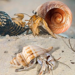 6PCS Medium Large Hermit Crab Shells | Natural Sea Conch Size 2.3″ – 3.5″, Op…