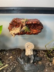 Magnetic Rock Ledges For Terrariums And Cages (Limited Edition) Medium LAVA
