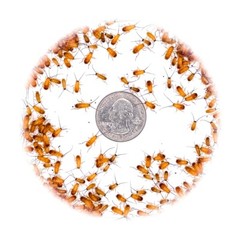 (Nymphs) Red Runner Roaches / Turkestan Blatta Lateralis / Live Feeder Insects