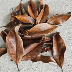  100% Organic Dried Magnolia Leaf Litter one gallon bag for bedding and food.