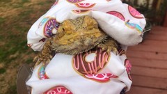 DONUTS 🍩 PRINTS LRG ATTACHABLE RESTING BED SET COVER 4 BEARDED DRAGONS